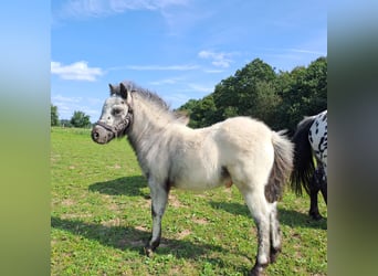 Ponis Shetland, Semental, Potro (05/2024), 100 cm, Atigrado/Moteado