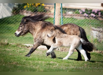Ponis Shetland, Semental, Potro (02/2026), 100 cm, Buckskin/Bayo