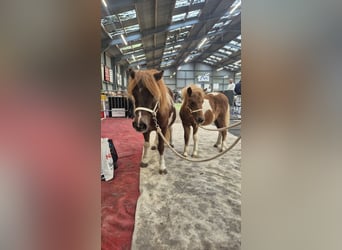 Ponis Shetland, Semental, Potro (05/2025), 100 cm