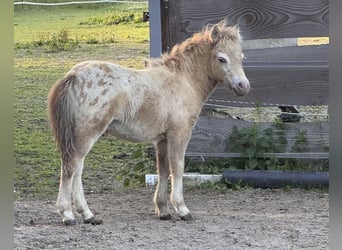 Ponis Shetland, Semental, Potro (04/2026), 100 cm, Champán