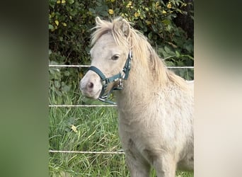 Ponis Shetland, Semental, Potro (04/2026), 100 cm, Champán