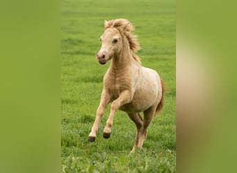 Ponis Shetland, Semental, Potro (04/2026), 100 cm, Champán