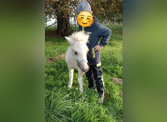 Ponis Shetland, Semental, Potro (04/2026), 100 cm, Palomino