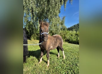 Ponis Shetland, Semental, Potro (05/2025), 100 cm, Pío