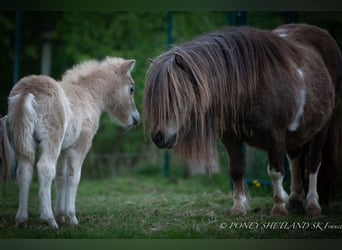 Ponis Shetland, Semental, , 102 cm, Alazán