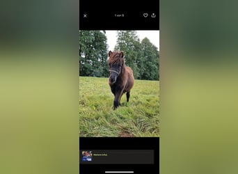 Ponis Shetland, Semental, Potro (04/2025), 103 cm, Negro