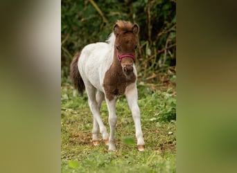 Ponis Shetland, Semental, Potro (05/2024), 103 cm, Tobiano-todas las-capas