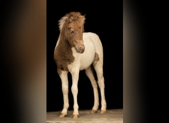 Ponis Shetland, Semental, Potro (05/2024), 103 cm, Tobiano-todas las-capas