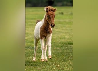 Ponis Shetland, Semental, Potro (05/2024), 103 cm, Tobiano-todas las-capas