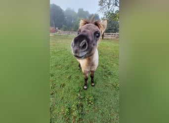 Ponis Shetland, Semental, Potro (04/2026), 104 cm, Bayo