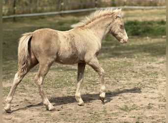 Ponis Shetland, Semental, Potro (05/2026), 104 cm, Champán