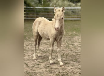 Ponis Shetland, Semental, Potro (05/2026), 104 cm, Champán