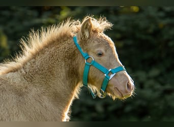 Ponis Shetland, Semental, Potro (05/2026), 104 cm, Champán