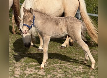 Ponis Shetland, Semental, Potro (05/2026), 104 cm, Champán