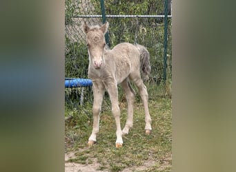 Ponis Shetland, Semental, Potro (05/2026), 104 cm, Champán