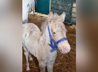 Ponis Shetland, Semental, Potro (05/2026), 104 cm, Champán