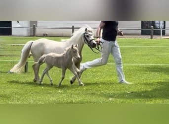 Ponis Shetland, Semental, Potro (05/2026), 104 cm, Champán