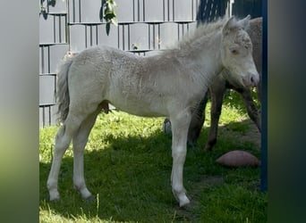 Ponis Shetland, Semental, Potro (05/2026), 104 cm, Champán