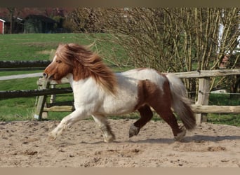 Ponis Shetland, Semental, Potro (04/2026), 105 cm, Castaño