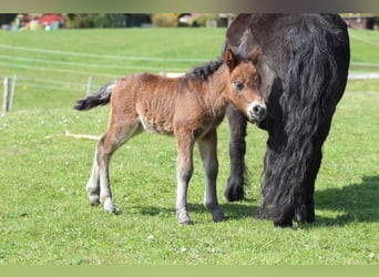 Ponis Shetland, Semental, Potro (04/2026), 105 cm, Castaño