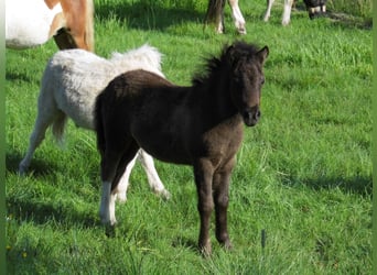 Ponis Shetland, Semental, Potro (05/2026), 105 cm, Tobiano-todas las-capas