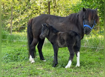 Ponis Shetland, Semental, Potro (05/2026), 105 cm, Tobiano-todas las-capas