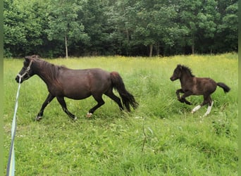 Ponis Shetland, Semental, Potro (05/2026), 105 cm, Tobiano-todas las-capas