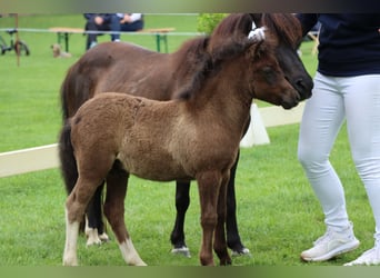 Ponis Shetland, Semental, Potro (05/2026), 105 cm, Tobiano-todas las-capas