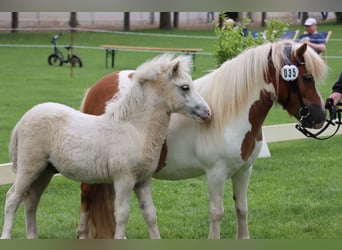 Ponis Shetland, Semental, Potro (04/2026), 105 cm, Tobiano-todas las-capas