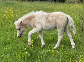 Ponis Shetland, Semental, Potro (04/2026), 105 cm, Tobiano-todas las-capas
