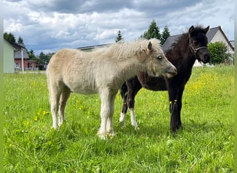 Ponis Shetland, Semental, Potro (04/2026), 105 cm, Tobiano-todas las-capas