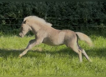 Ponis Shetland, Semental, Potro (05/2025), 107 cm, Atigrado/Moteado