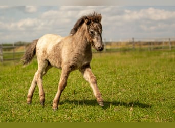 Ponis Shetland, Semental, Potro (04/2024), 108 cm, Atigrado/Moteado