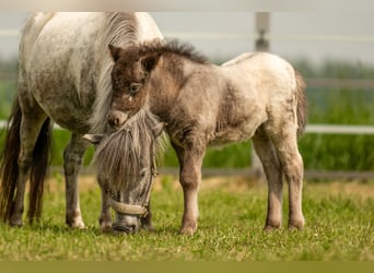 Ponis Shetland, Semental, Potro (04/2024), 108 cm, Atigrado/Moteado