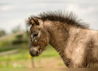 Ponis Shetland, Semental, Potro (04/2024), 108 cm, Atigrado/Moteado