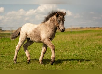 Ponis Shetland, Semental, Potro (04/2024), 108 cm, Atigrado/Moteado