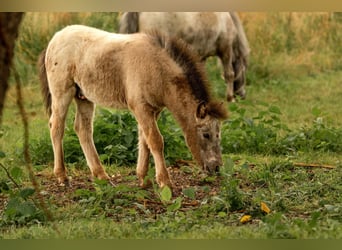 Ponis Shetland, Semental, Potro (04/2024), 108 cm, Atigrado/Moteado