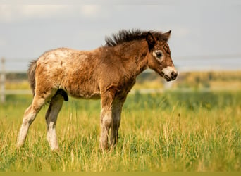 Ponis Shetland, Semental, Potro (05/2024), 110 cm, Atigrado/Moteado