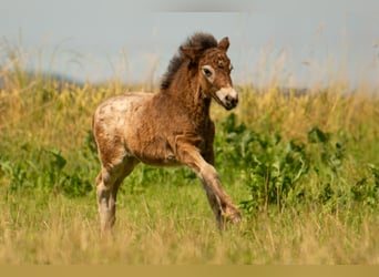 Ponis Shetland, Semental, Potro (05/2024), 110 cm, Atigrado/Moteado