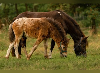 Ponis Shetland, Semental, Potro (05/2024), 110 cm, Atigrado/Moteado