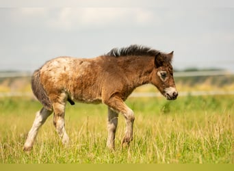 Ponis Shetland, Semental, Potro (05/2024), 110 cm, Atigrado/Moteado