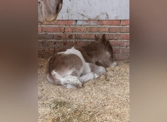Ponis Shetland Mestizo, Semental, Potro (04/2026), 120 cm, Pío