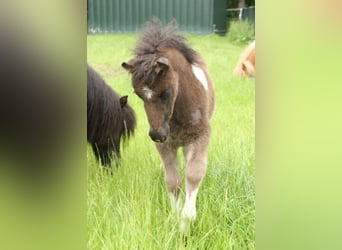 Ponis Shetland Mestizo, Semental, Potro (05/2026), 120 cm, Pío