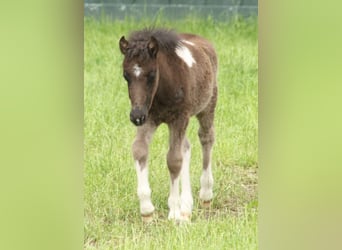 Ponis Shetland Mestizo, Semental, Potro (05/2026), 120 cm, Pío
