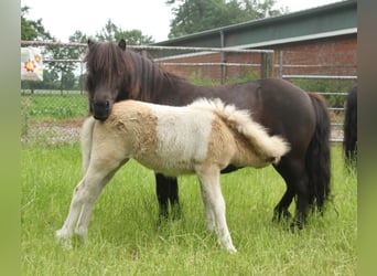 Ponis Shetland Mestizo, Semental, Potro (04/2026), 120 cm, Pío