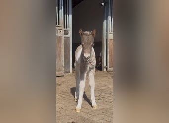 Ponis Shetland Mestizo, Semental, Potro (04/2026), 120 cm, Pío