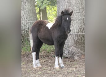 Ponis Shetland Mestizo, Semental, Potro (05/2026), 120 cm, Pío