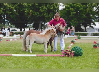 Ponis Shetland, Semental, Potro (04/2026), 82 cm, Alazán