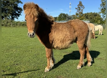 Ponis Shetland Mestizo, Semental, Potro (04/2024), 85 cm, Alazán