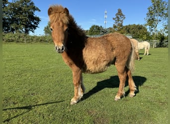 Ponis Shetland Mestizo, Semental, Potro (04/2024), 85 cm, Alazán